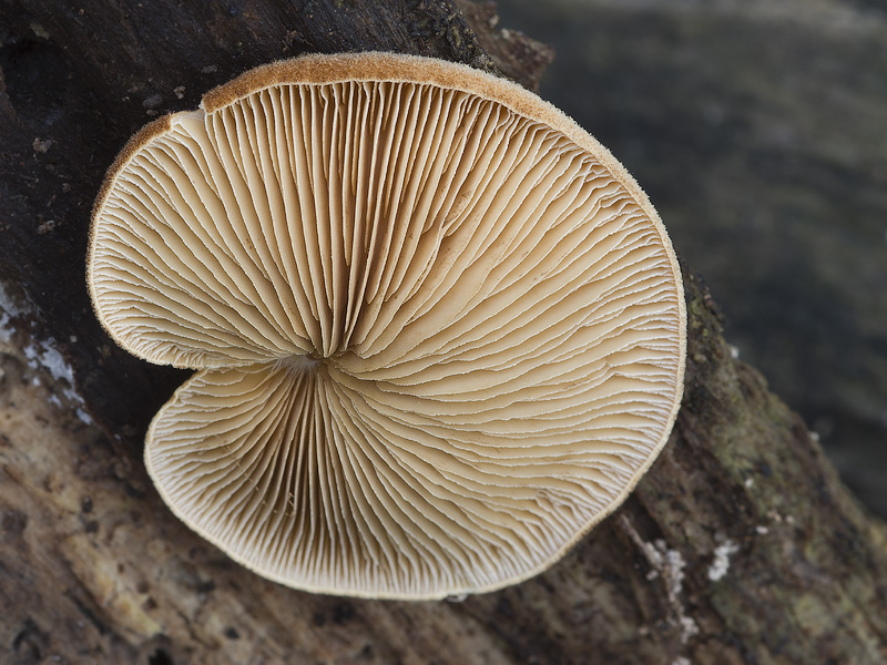 Crepidotus crocophyllus